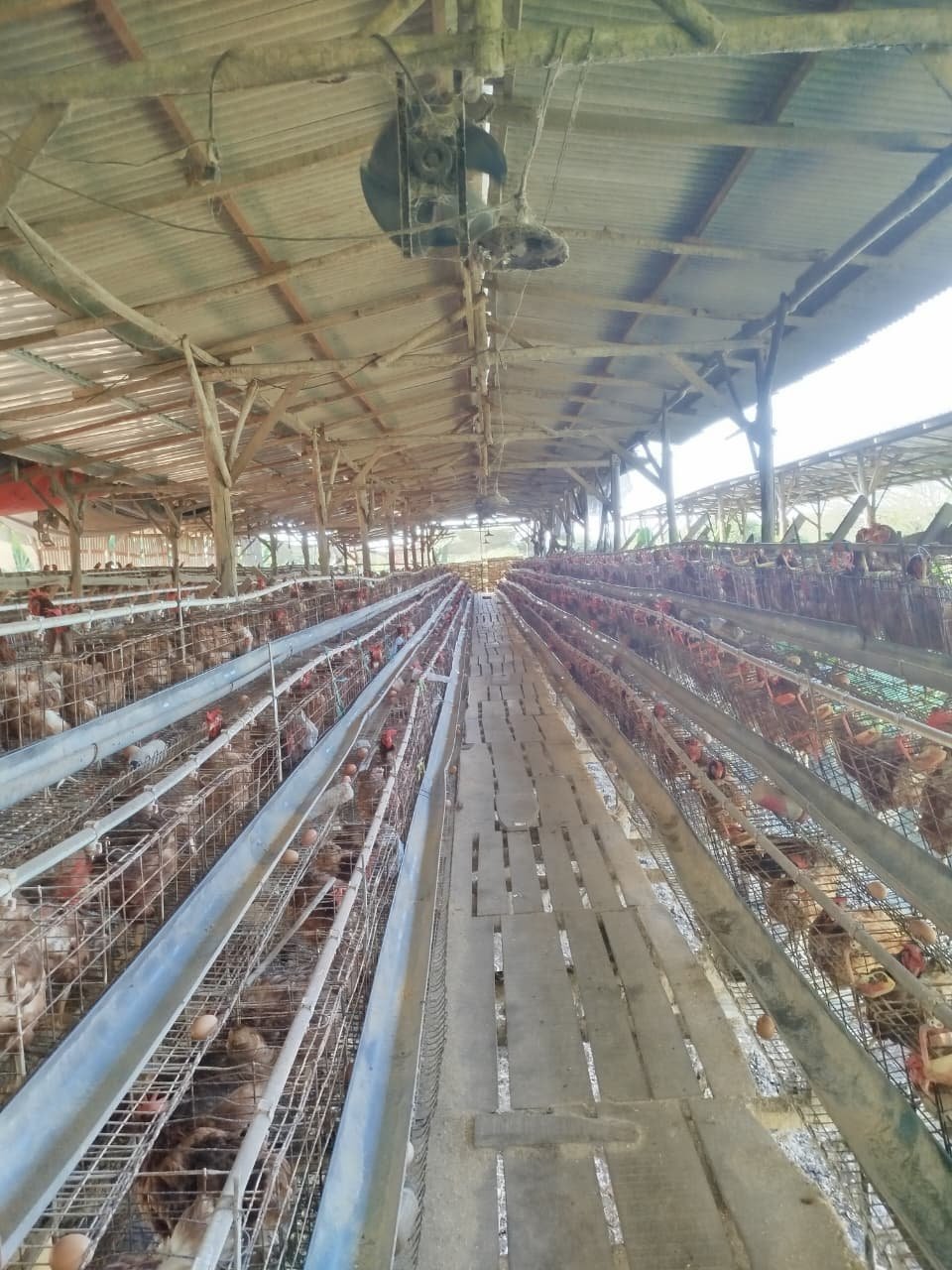 Produk Kandang Berkualitas